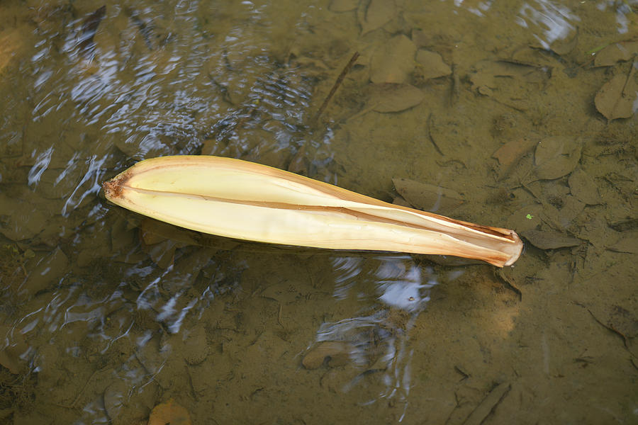 Areca Nut Flower Cover - Playing Boat Photograph by Amazing Action Photo Video