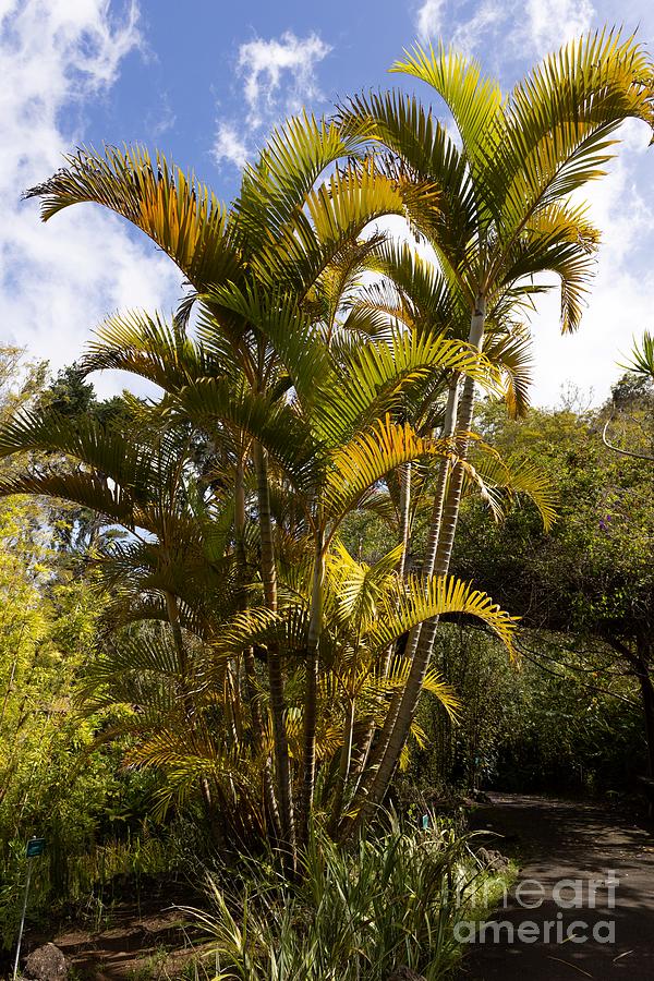 Dypsis Lutescens Photograph - Areca Palm by Eva Lechner