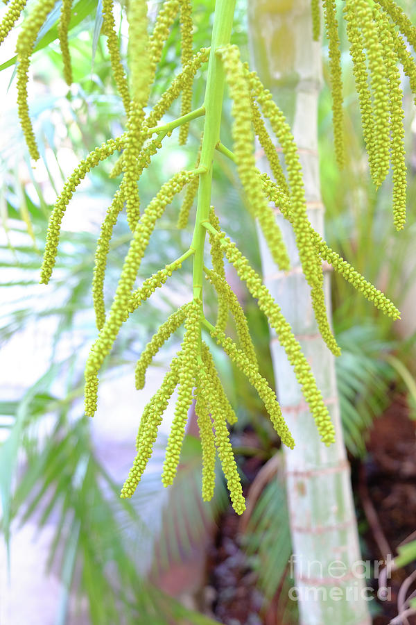 Areca Palm flowers Photograph by Mini Arora