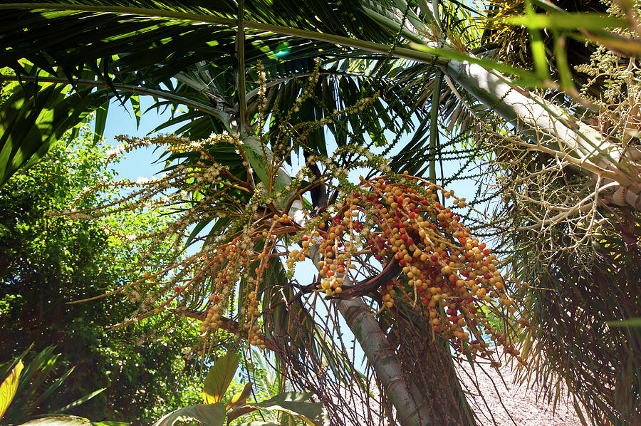 Areca Palm Fruits Photograph by Jenny Rainbow