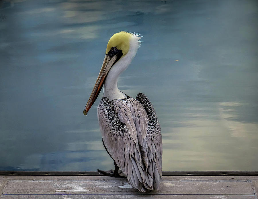 A Brown Pelican Photograph by Laura Putman