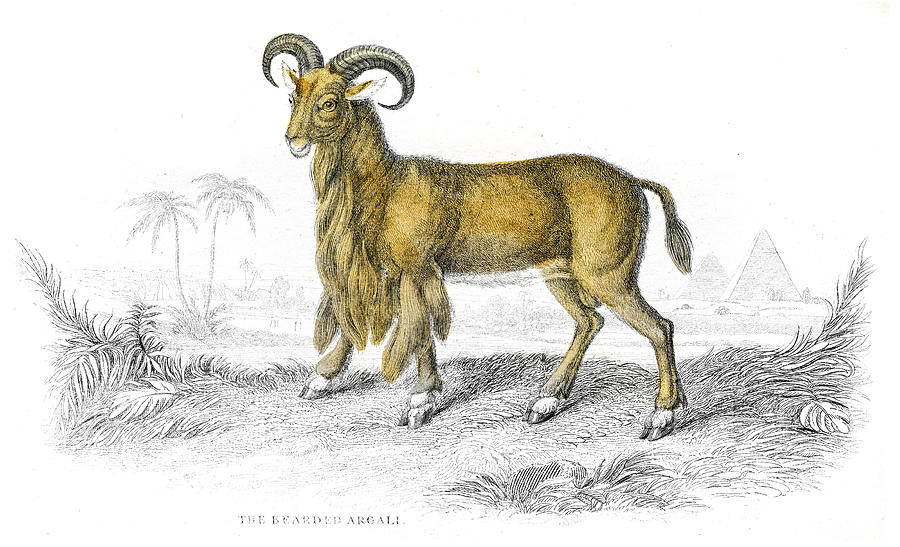 Argali sheep lithograph 1884 Drawing by Thepalmer