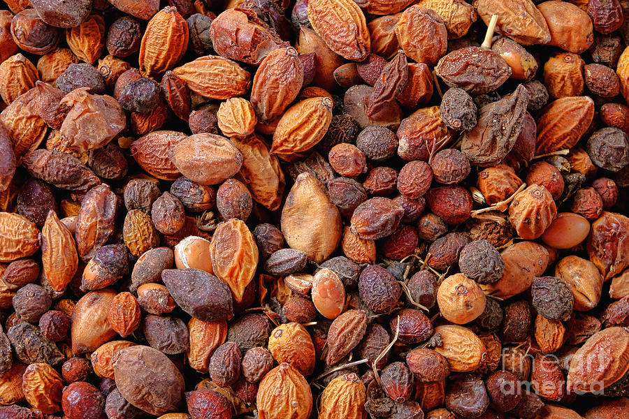 Argan Nuts Fruits Photograph by Olivier Le Queinec