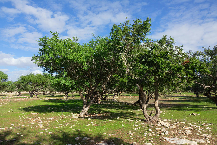 Argan trees in Morocco Photograph by Mikhail Kokhanchikov
