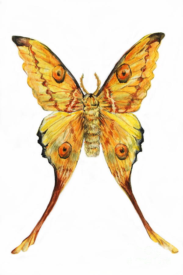 Argema Mittrei - Madagascar Moth Painting by Steffani GreenLeaf - Fine ...