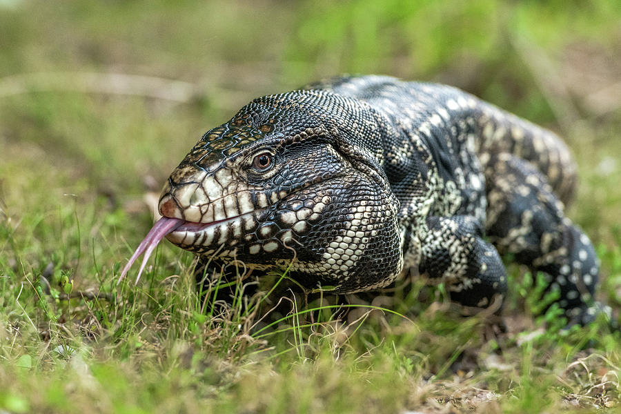 Argentine Tegu | ppgbbe.intranet.biologia.ufrj.br