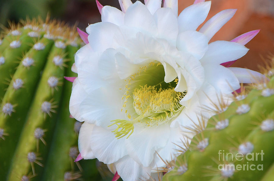 Argentine Cactus Bloom Photograph by Shawn Dechant - Fine Art America
