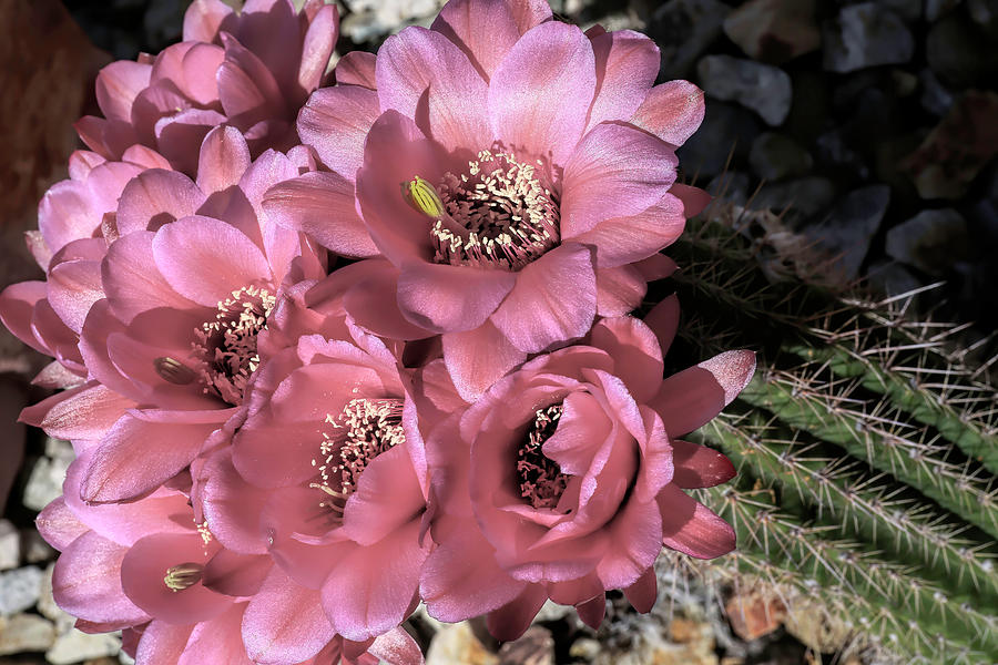 Argentine Cactus Blooms Photograph by Donna Kennedy