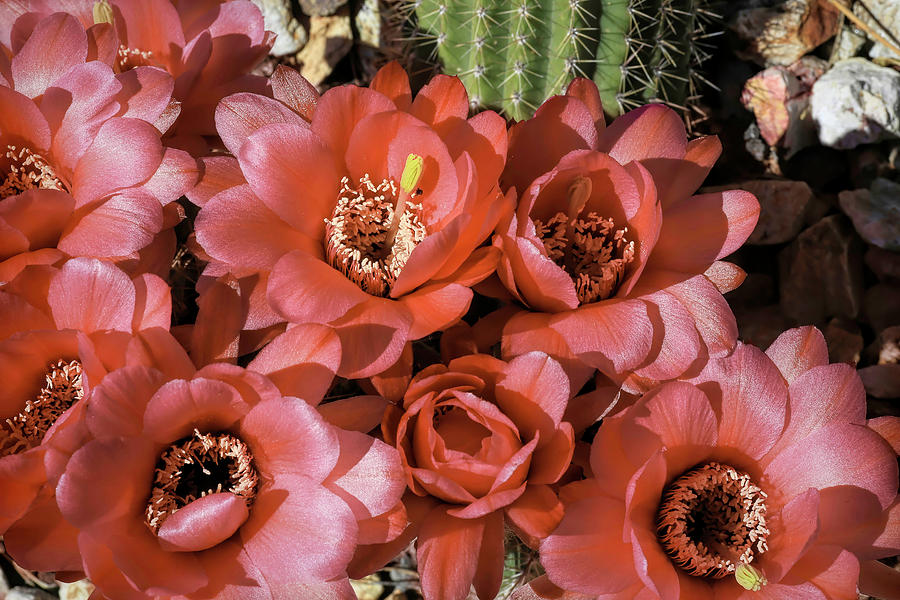 Argentine Cactus Flowers Photograph by Donna Kennedy