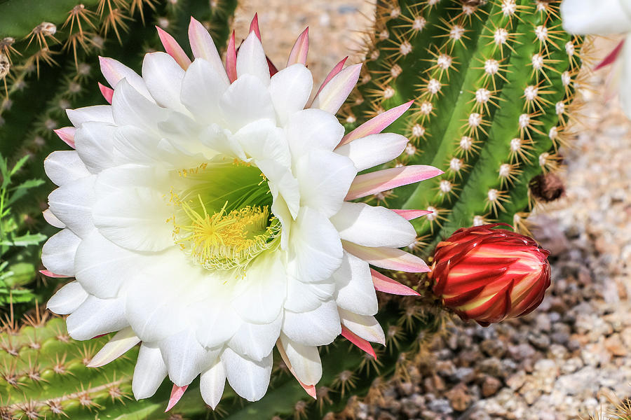 Argentine Giant Cactus Bloom Photograph by Dawn Richards