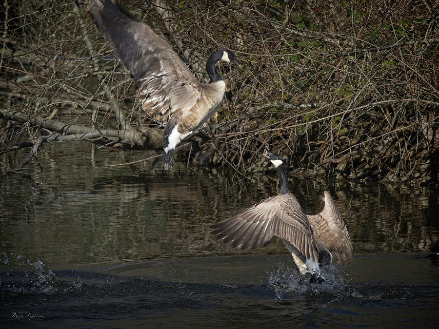 Arguing Geese Photograph