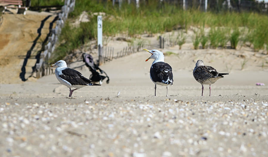 Arguing Gulls Photograph by Steven Nelson