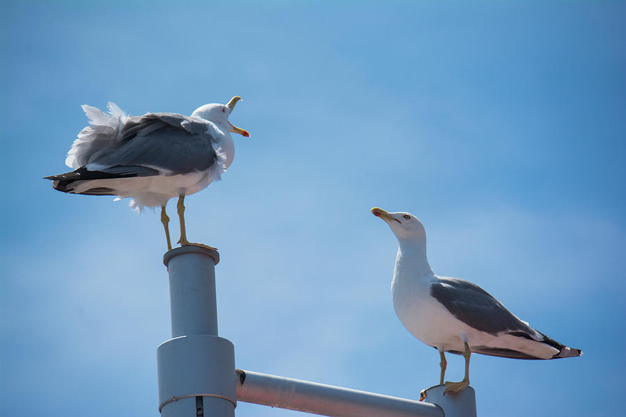 Bird Photograph - Arguing Sea Gulls by Brigitta Diaz