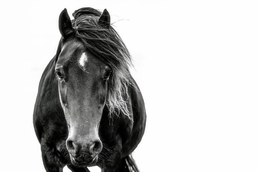 Aria - Horse Art Photograph by Lisa Saint
