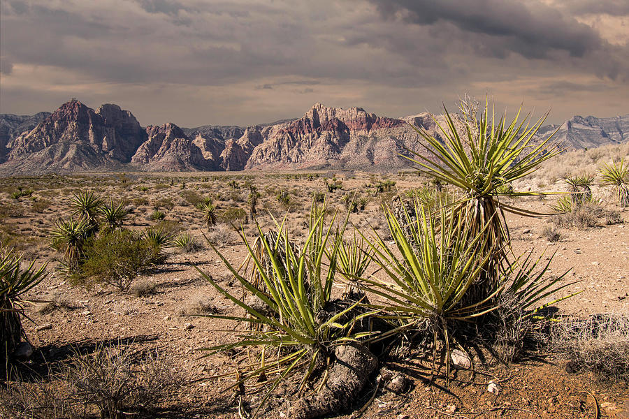 Arid Desert Photograph by Frank Wilson