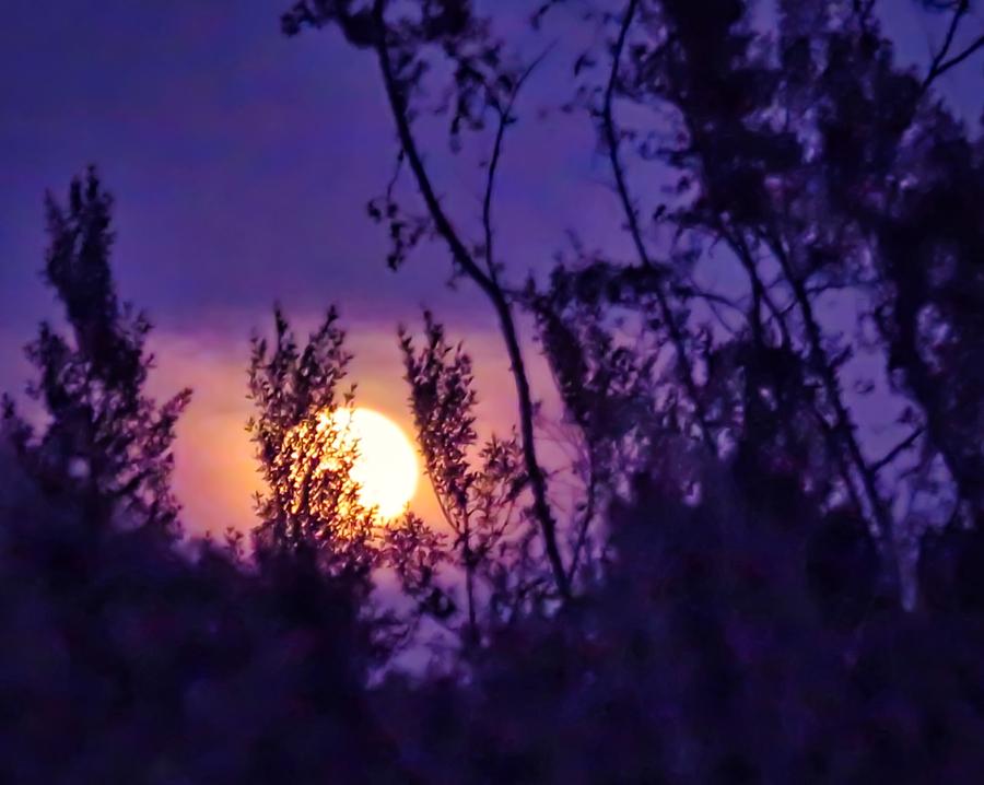 Aries Full Moon Rising through Creosote Photograph by Judy Kennedy