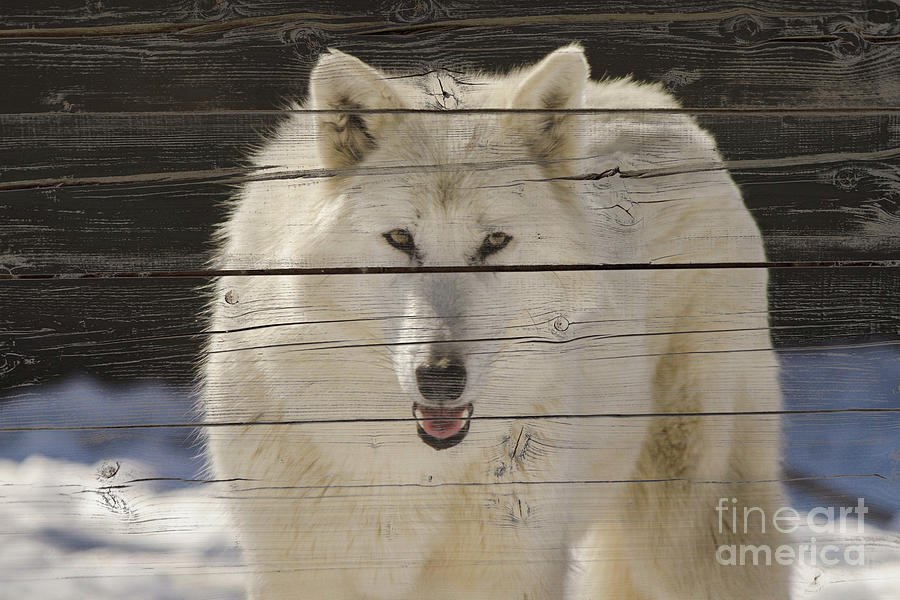 Aries the White Wolf on Faux Weathered Wood Texture Photograph Photograph by PIPA Fine Art - Simply Solid