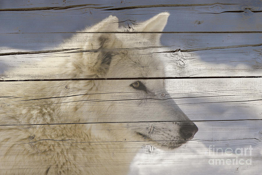 Aries the White Wolf Portrait on Faux Weathered Wood Texture Digital Art by PIPA Fine Art - Simply Solid