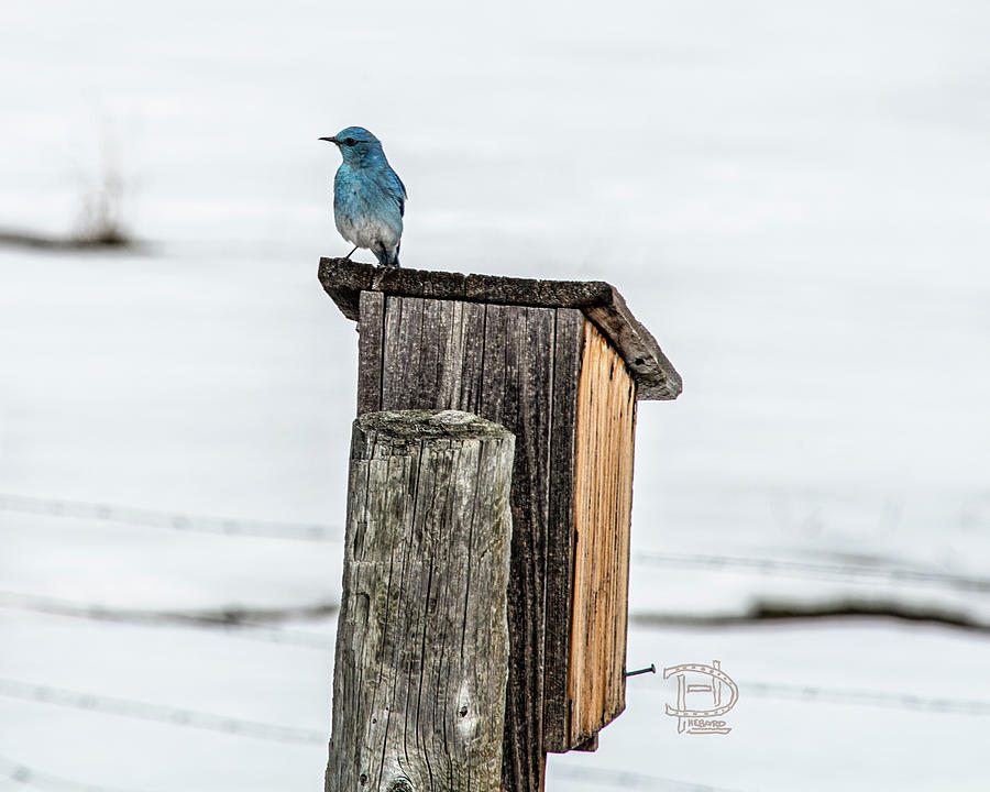 Aril 5th Blue Bird Photograph by Daniel Hebard