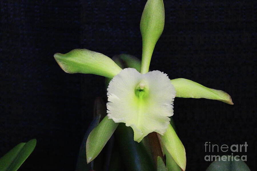 Orchid Photograph - Aristocratic Green by Michael May