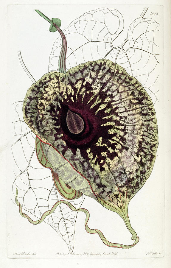 Aristolochia grandiflora Drawing by Sarah Anne Drake