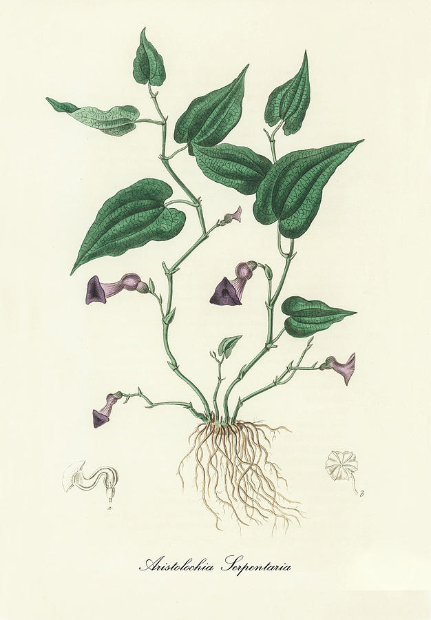 Nature Digital Art -  Aristolochia Serpentaria - Virginia Snakeroot -  Medical Botany - Vintage Botanical Illustration  by Studio Grafiikka
