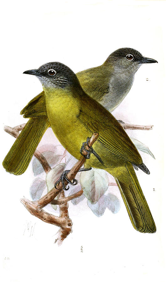 Arizelocichla milanjensis and Arizelocichla fusciceps  Drawing by John Gerrard Keulemans