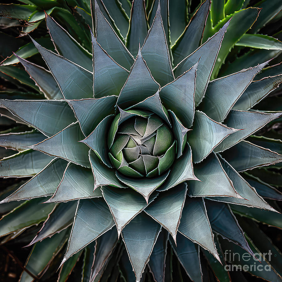Agave Top