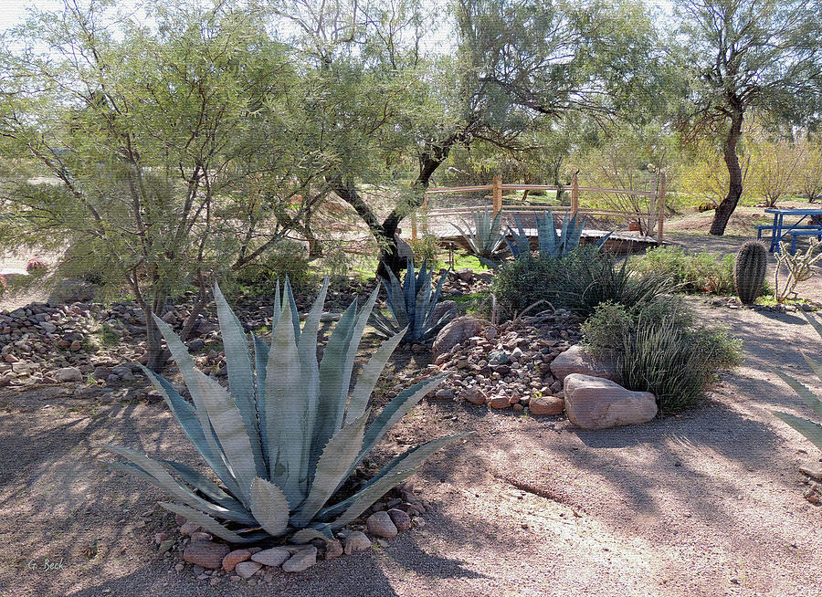 Arizona Agaves Photograph by Gordon Beck