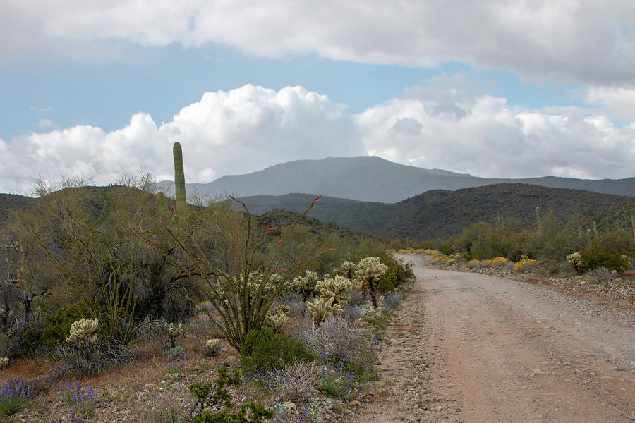 Arizona Back Roads 1 Photograph by Teresa Wilson