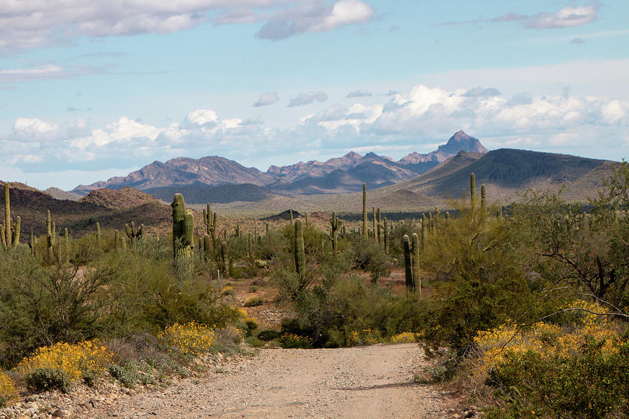 Nature Photograph - Arizona Back Roads 2 by Teresa Wilson