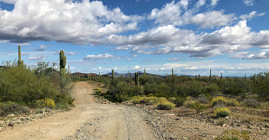 Nature Photograph - Arizona Back Roads 5 by Teresa Wilson