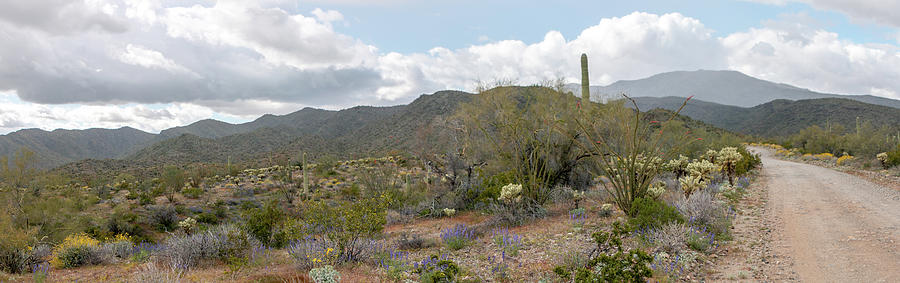Nature Photograph - Arizona Back Roads Panorama 3260 by Teresa Wilson