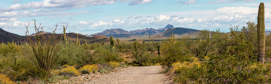 Nature Photograph - Arizona Back Roads Panorama by Teresa Wilson