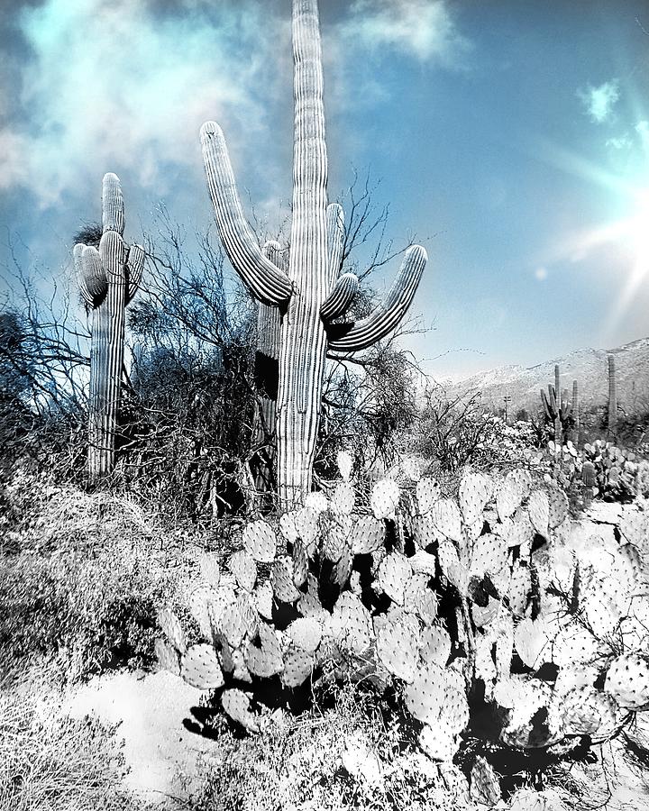 Arizona Cacti Photograph by Anne Sands