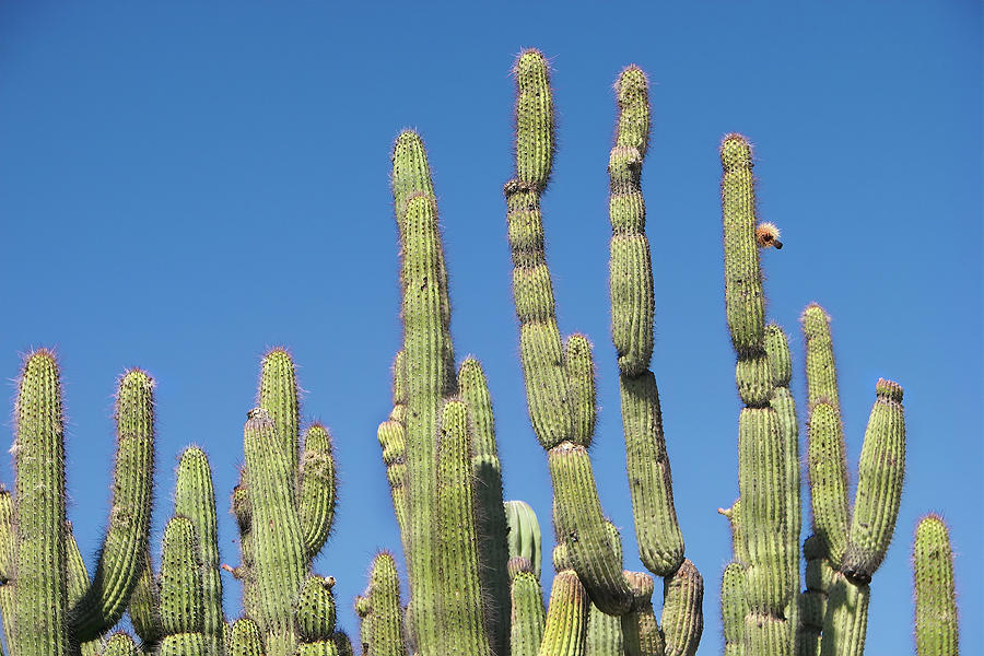 Arizona Cacti Photograph by Jerry Griffin
