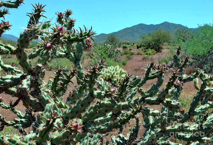 Arizona Cactus Beauty Photograph by Debby Pueschel