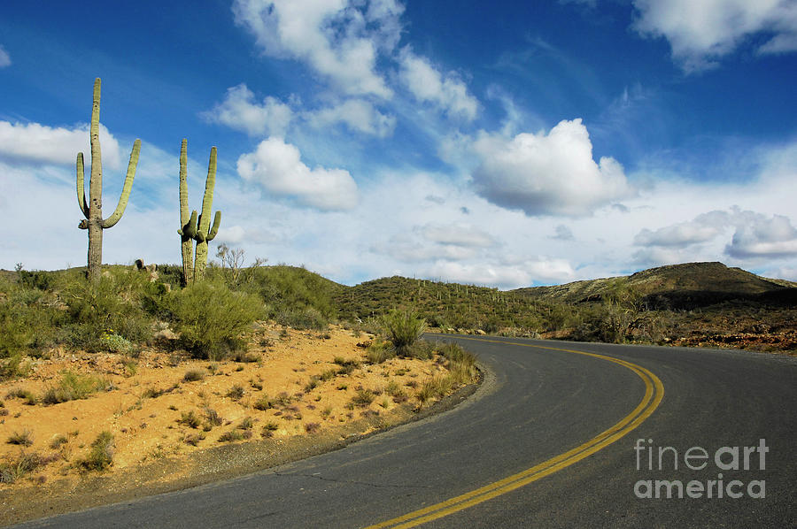 Arizona Cactus Highway 1 Photograph