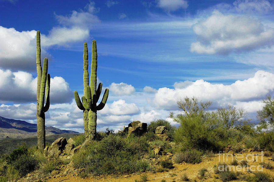 Arizona cactus Photograph by Micah May