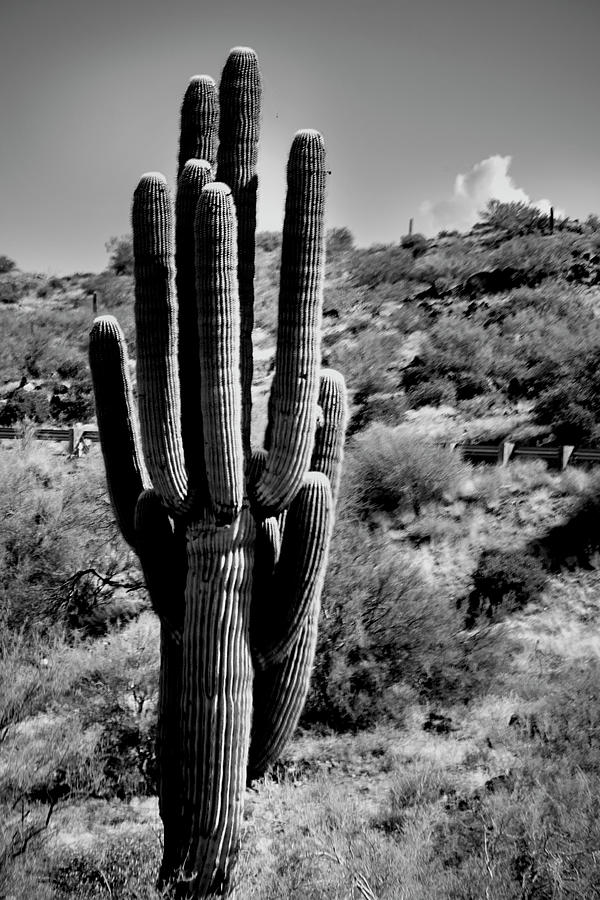 Arizona Cactus Symbol Photograph by Ivete Basso Photography