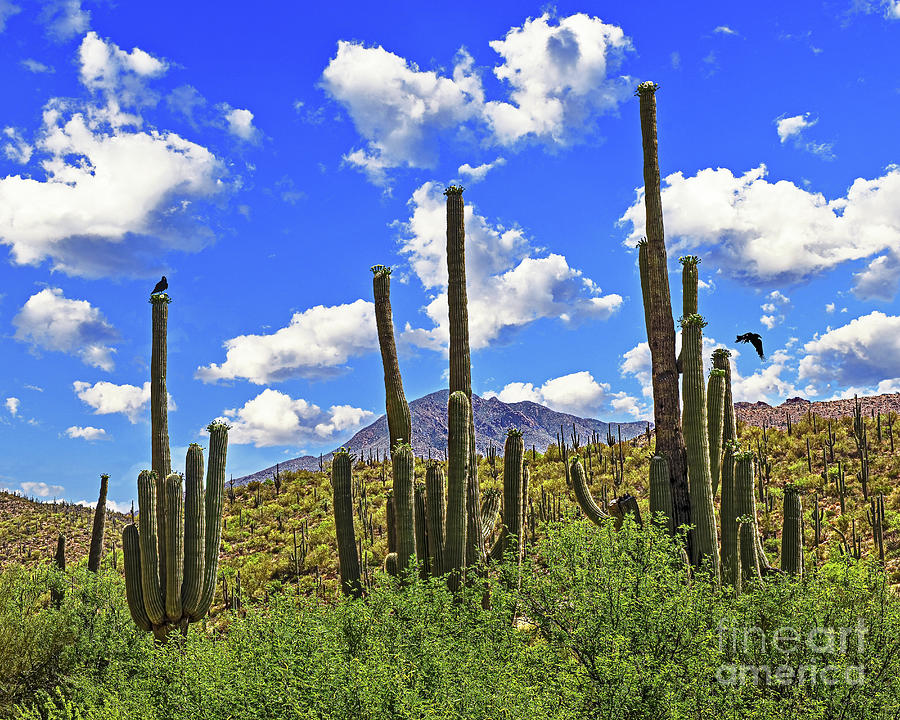 Arizona Classic Landscape, Blooming Saguaro Cacti Photograph by Don Schimmel