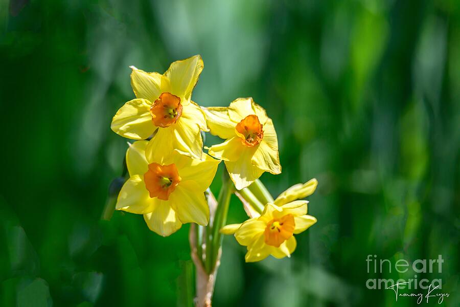 Flower Digital Art - Arizona Daffodils by Tammy Keyes