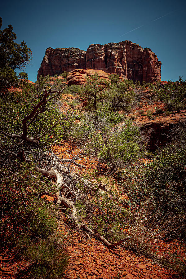Arizona Dead Tree Photograph by Linda Unger