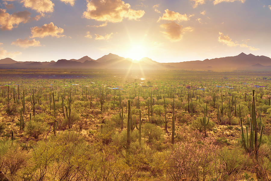 Arizona desert 2 Photograph by Giovanni Allievi