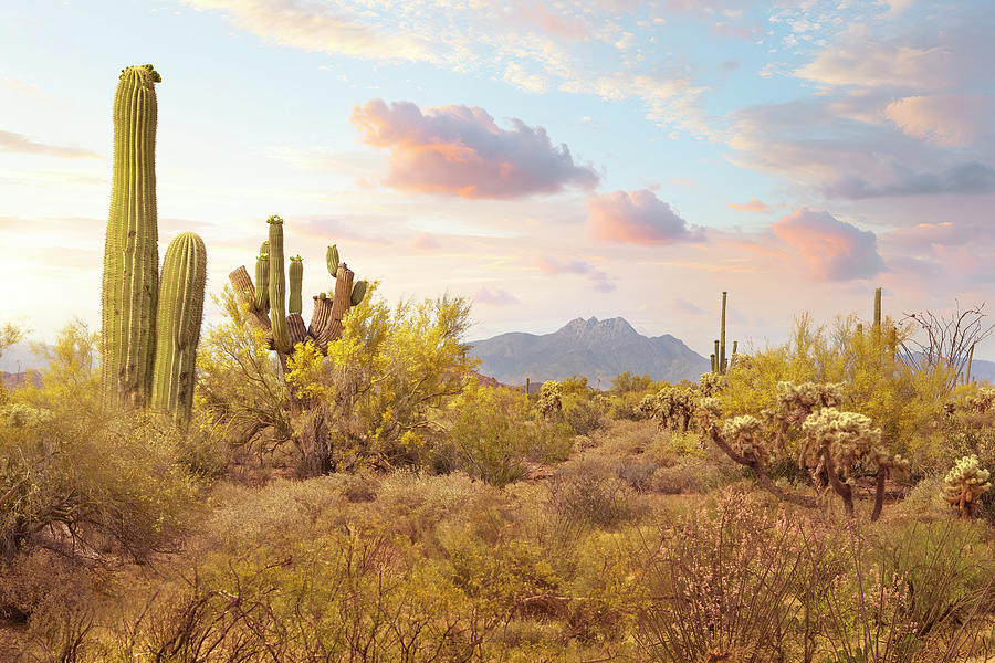 Arizona desert 3 Photograph by Giovanni Allievi