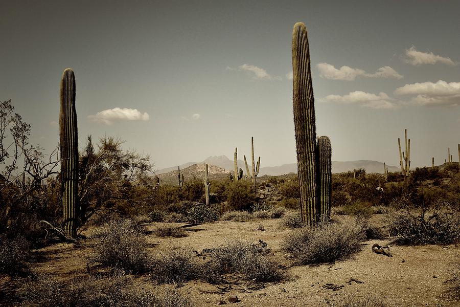 Arizona Desert Cactus Photograph by James DeFazio - Fine Art America