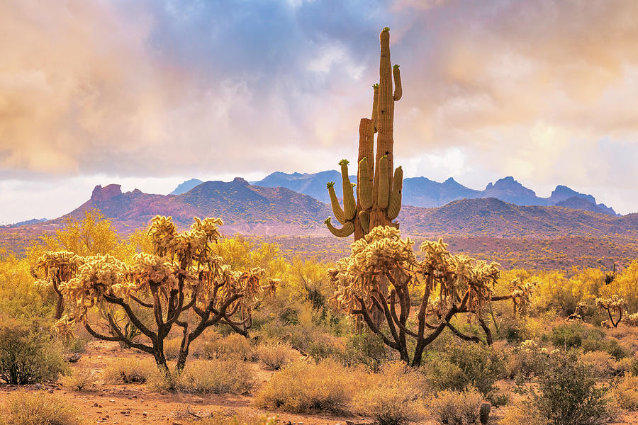 Arizona desert Photograph by Giovanni Allievi