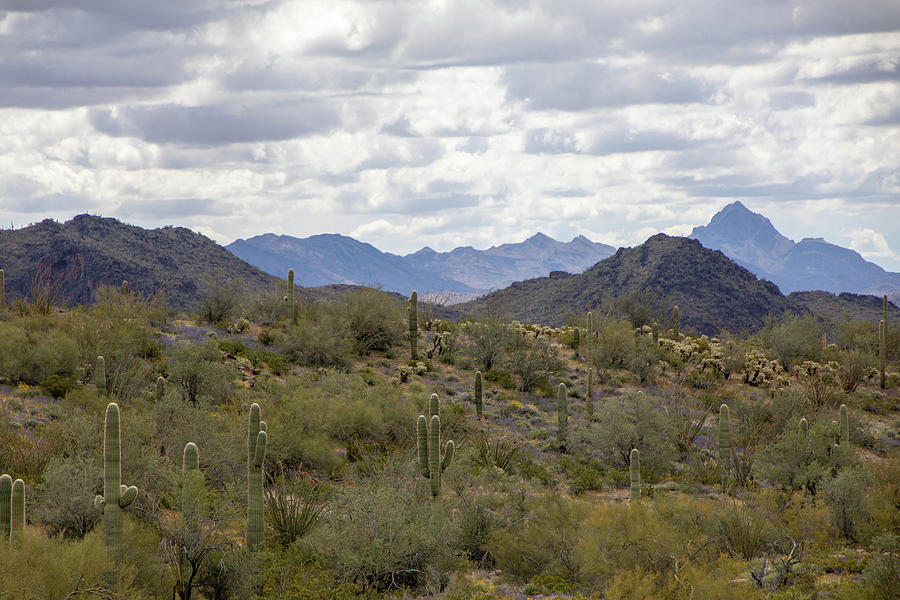 Nature Photograph - Arizona Desert Landscape 2  by Teresa Wilson