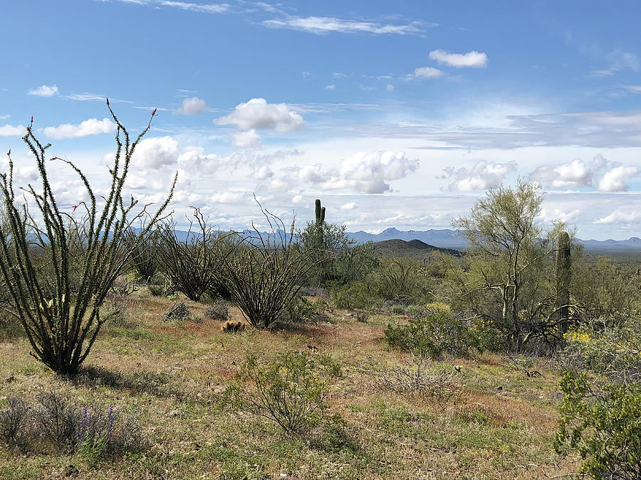 Arizona Desert Landscape 3 Photograph by Teresa Wilson