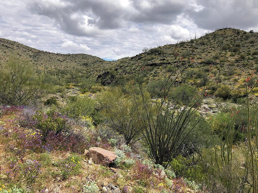 Arizona Desert Landscape 4 Photograph by Teresa Wilson